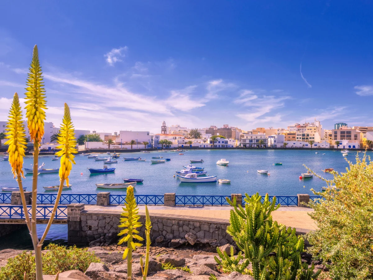 Explore Aloe Vera at Charco de San Gines in Arrecife