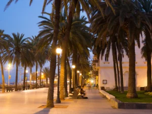 Palms in Badalona