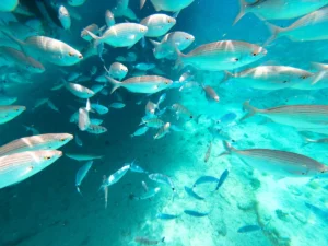 Dive into Spain's coastal beauty and snorkel