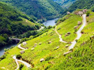 Ribeira sacra vineyards and river Miño in Spain