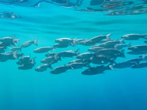 Experience the underwater wonders of Spain through scuba diving