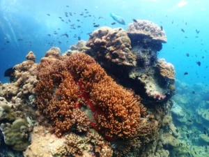 Underwater view of the coral reef